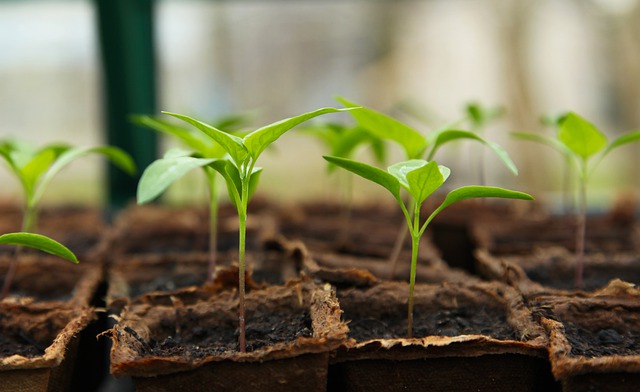 Pourquoi la rempoteuse horticole est-elle si pratique ?