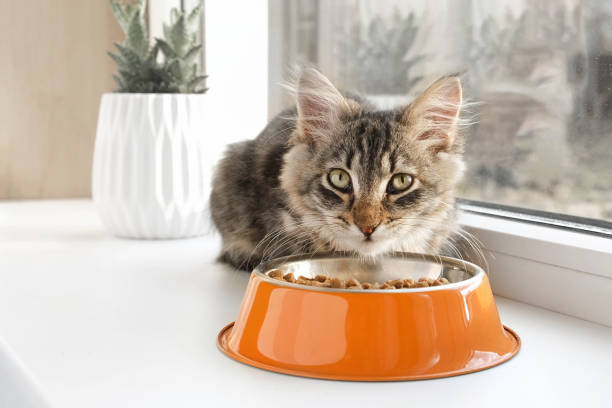 Quelle litière est faite pour votre chat ?